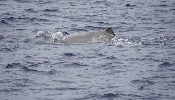 Esperma Baleia Oceano Atlântico Nos Acores — Fotografia de Stock