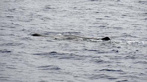 환초에 대서양에 향유고래 — 스톡 사진