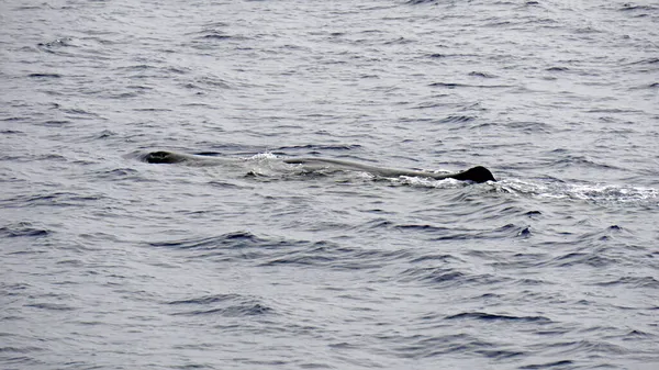 Cachalot Dans Océan Atlantique Aux Acores — Photo