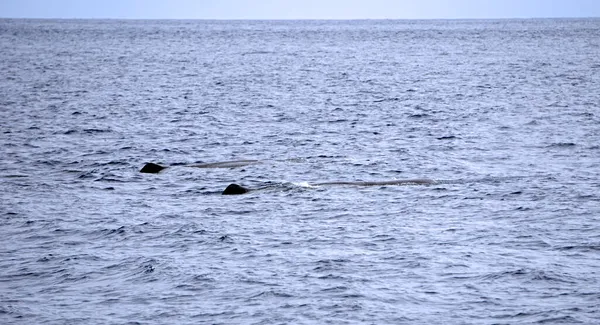 Sperm Whale Atlantic Ocean Acores — Stock Photo, Image