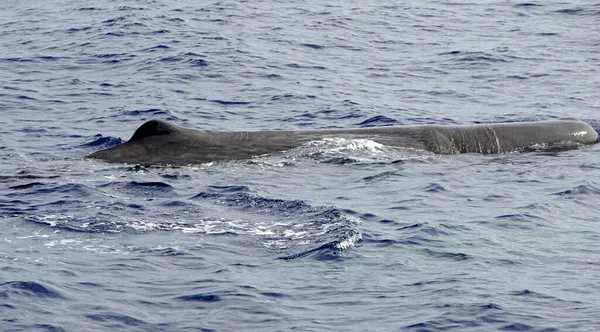 アクロアの大西洋の精子クジラは — ストック写真