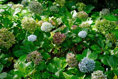 büyük renkli ortanca çiçekleri Azerbayor adalarında