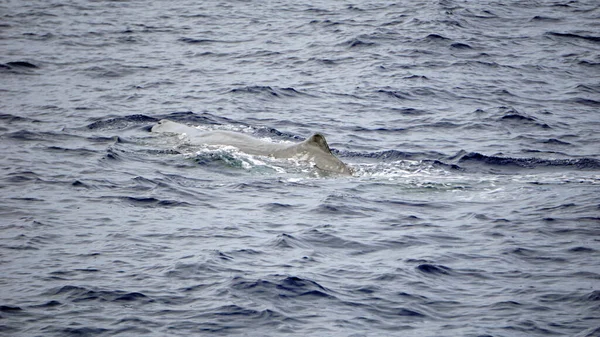 Cachalot Dans Océan Atlantique Aux Acores — Photo