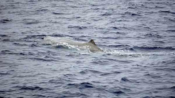 Cachalote Océano Atlántico Los Acores —  Fotos de Stock