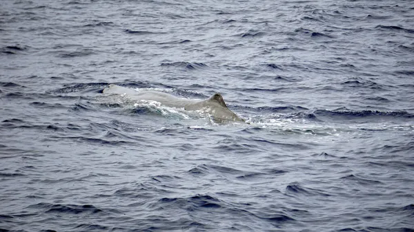 Cachalot Dans Océan Atlantique Aux Acores — Photo