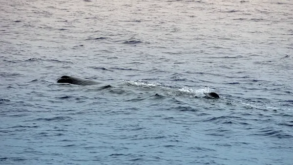 Potvis Atlantische Oceaan Bij Acores — Stockfoto