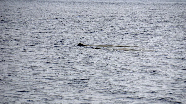 Cachalot Dans Océan Atlantique Aux Acores — Photo