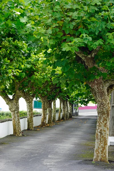 亚速尔岛上的绿色小巷 — 图库照片