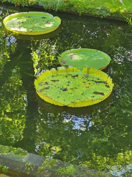 アゾレス諸島の池にある巨大な緑の睡蓮は — ストック写真
