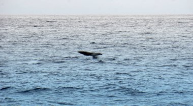 Atlantik Okyanusu 'nda meşe palamudu