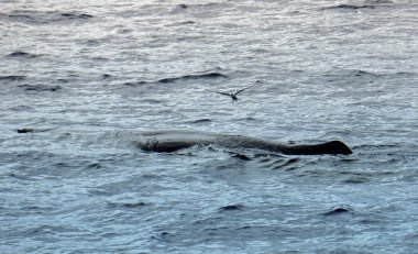 Atlantik Okyanusu 'nda meşe palamudu