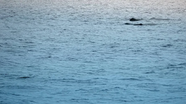 在大西洋中的抹香鲸 — 图库照片