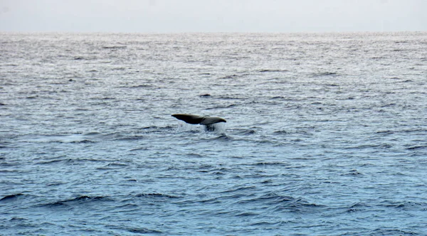 Cachalote Océano Atlántico Los Acores — Foto de Stock