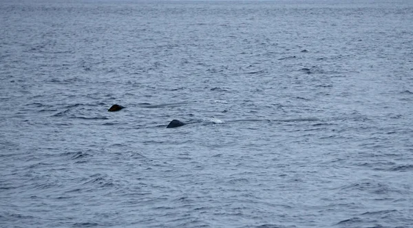 Cachalot Dans Océan Atlantique Aux Acores — Photo