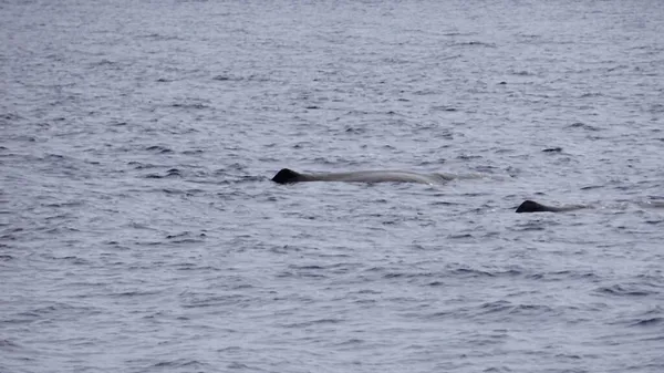 환초에 대서양에 향유고래 — 스톡 사진