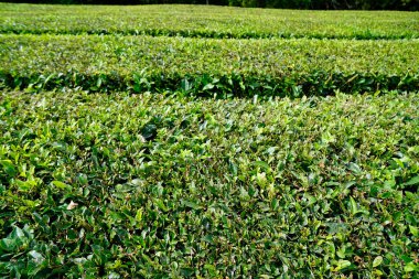 Azerbaycan adalarındaki yeşil çay tarlaları