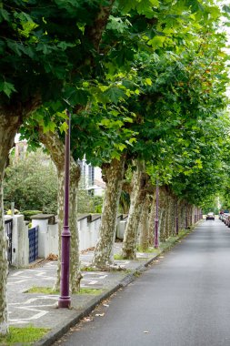 Azores Adası 'ndaki yeşil sokak Sao Miguel.
