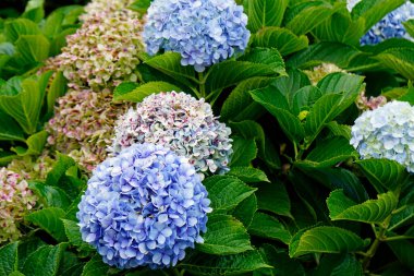 büyük renkli ortanca çiçekleri Azerbayor adalarında