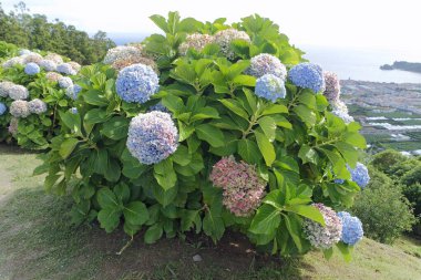 büyük renkli ortanca çiçekleri Azerbayor adalarında