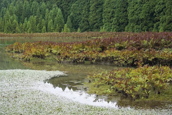 Grön Kanadensisk Lagun Azorerna — Stockfoto