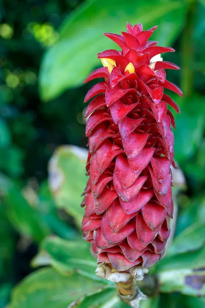 Farbenfrohe Blumen Auf Der Azoreninsel Sao Miguel — Stockfoto