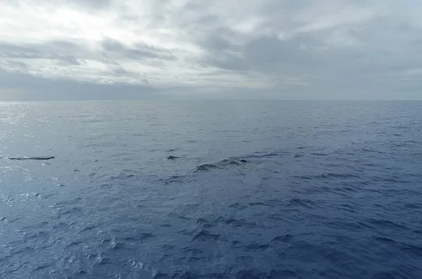 Potvis Atlantische Oceaan Bij Acores — Stockfoto