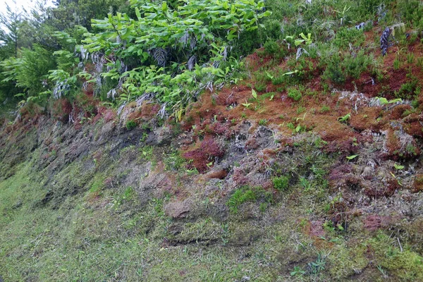 Sattgrüne Landschaft Auf Der Azoreninsel Sao Miguel — Stockfoto