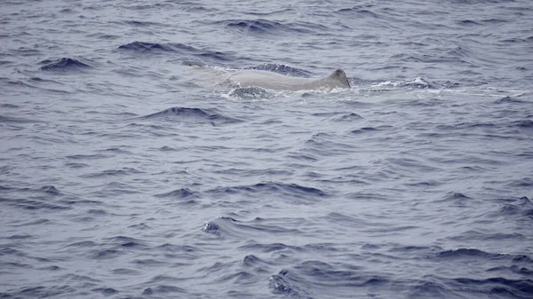 Cachalote Océano Atlántico Los Acores — Foto de Stock