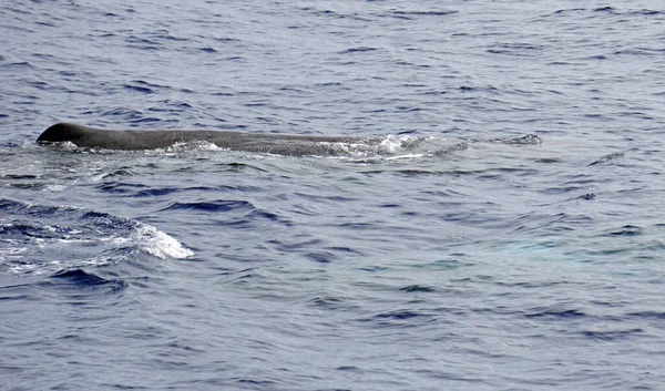 アクロアの大西洋の精子クジラは — ストック写真