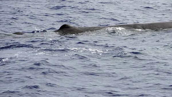 Esperma Baleia Oceano Atlântico Nos Acores — Fotografia de Stock