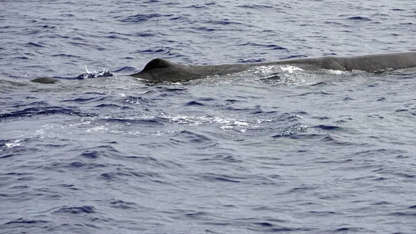 Cachalot Dans Océan Atlantique Aux Acores — Photo