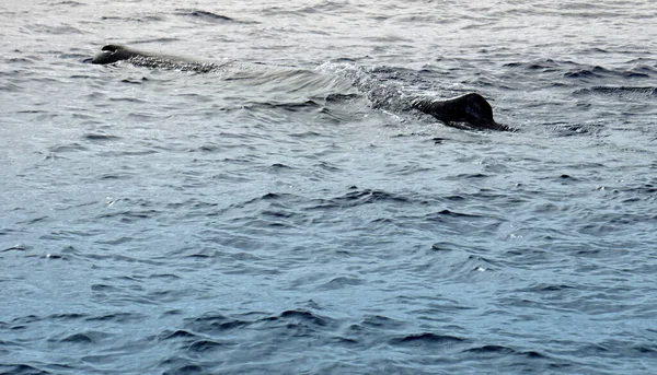 Sperm Whale Atlantic Ocean Acores — Stock Photo, Image