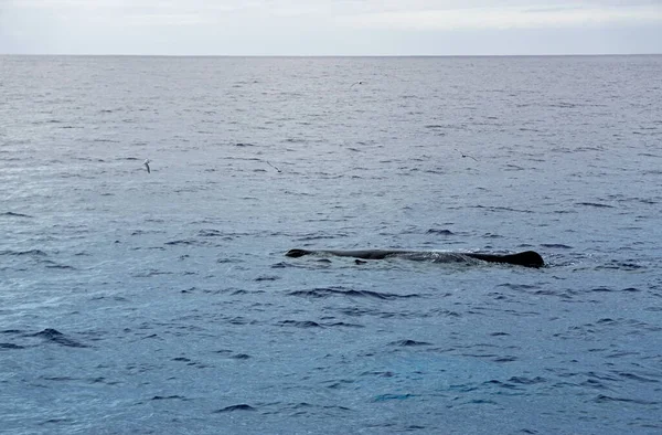 Potvis Atlantische Oceaan Bij Acores — Stockfoto