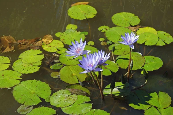 Färgglada Blommor Azores Sao Miguel — Stockfoto