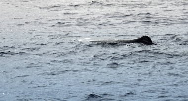 Atlantik Okyanusu 'nda meşe palamudu