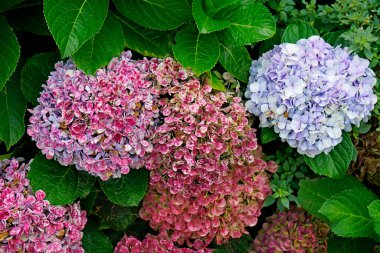 büyük renkli ortanca çiçekleri Azerbayor adalarında