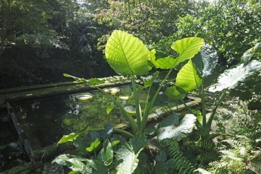 Büyük yeşil nilüferler solaryumda bir gölette