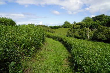 Azerbaycan adalarındaki yeşil çay tarlaları