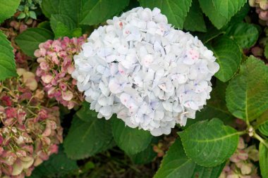 büyük renkli ortanca çiçekleri Azerbayor adalarında