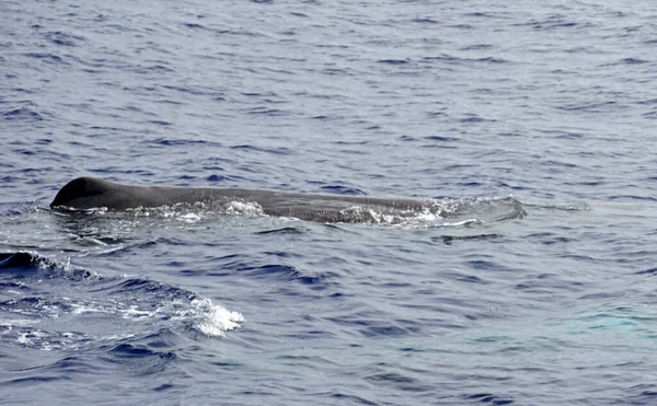 Cachalote Océano Atlántico Los Acores — Foto de Stock