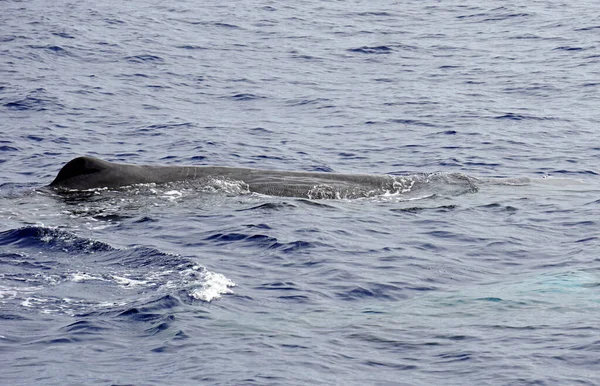 Cachalote Océano Atlántico Los Acores — Foto de Stock