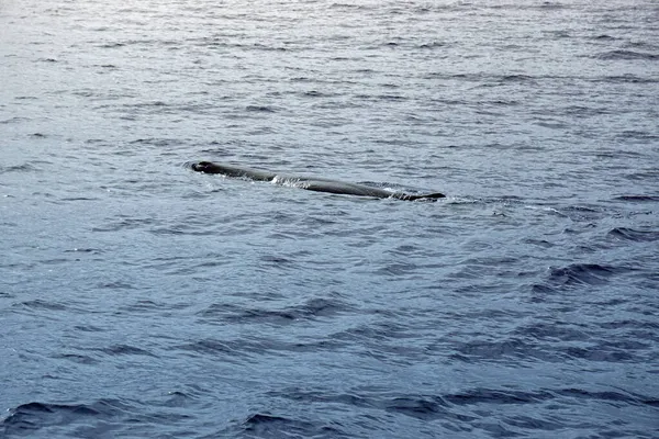 Potvis Atlantische Oceaan Bij Acores — Stockfoto