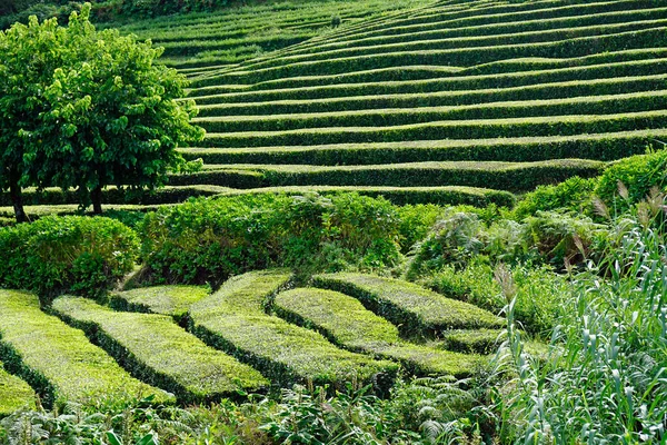 Green Tea Fields Azores Islands — Stock Photo, Image