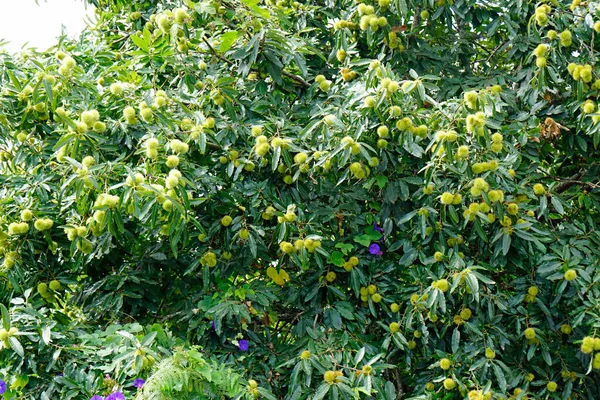 Pola Zielonej Herbaty Wyspach Azorów — Zdjęcie stockowe