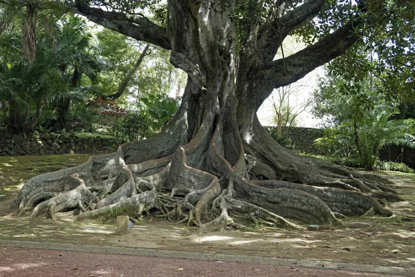 Peisaj Verde Copaci Uriași Insulele Azores — Fotografie, imagine de stoc