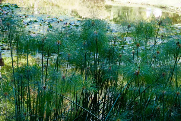 Farbenfrohe Blumen Auf Der Azoreninsel Sao Miguel — Stockfoto