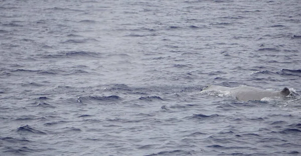 Atlantik Okyanusu Nda Meşe Palamudu — Stok fotoğraf