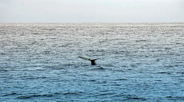 Cachalote Océano Atlántico Los Acores — Foto de Stock
