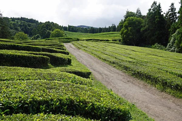 Campos Chá Verde Nas Ilhas Dos Açores — Fotografia de Stock