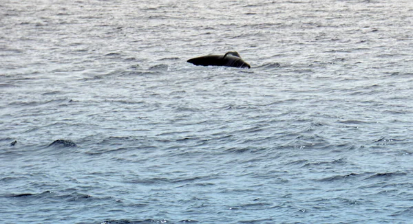 Cachalote Océano Atlántico Los Acores — Foto de Stock